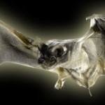 The Indignant Bat